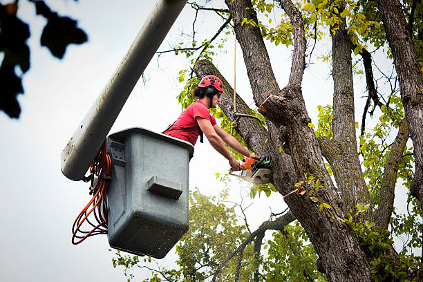 Professional Tree Removal and Landscaping Services in Seymour, IN